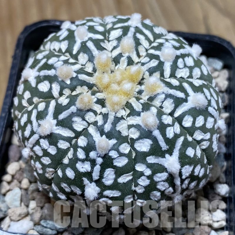 SH24251 Astrophytum asterias ‘Super Kabuto’ V-type f. nudum