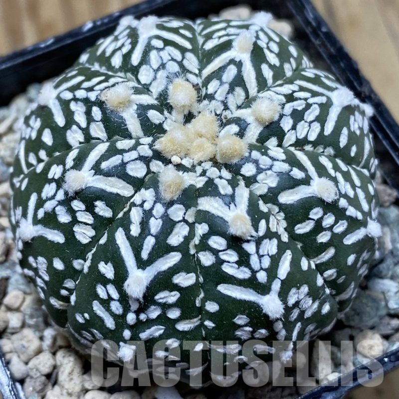 SH24252 Astrophytum asterias ‘Super Kabuto’ V-type f. nudum