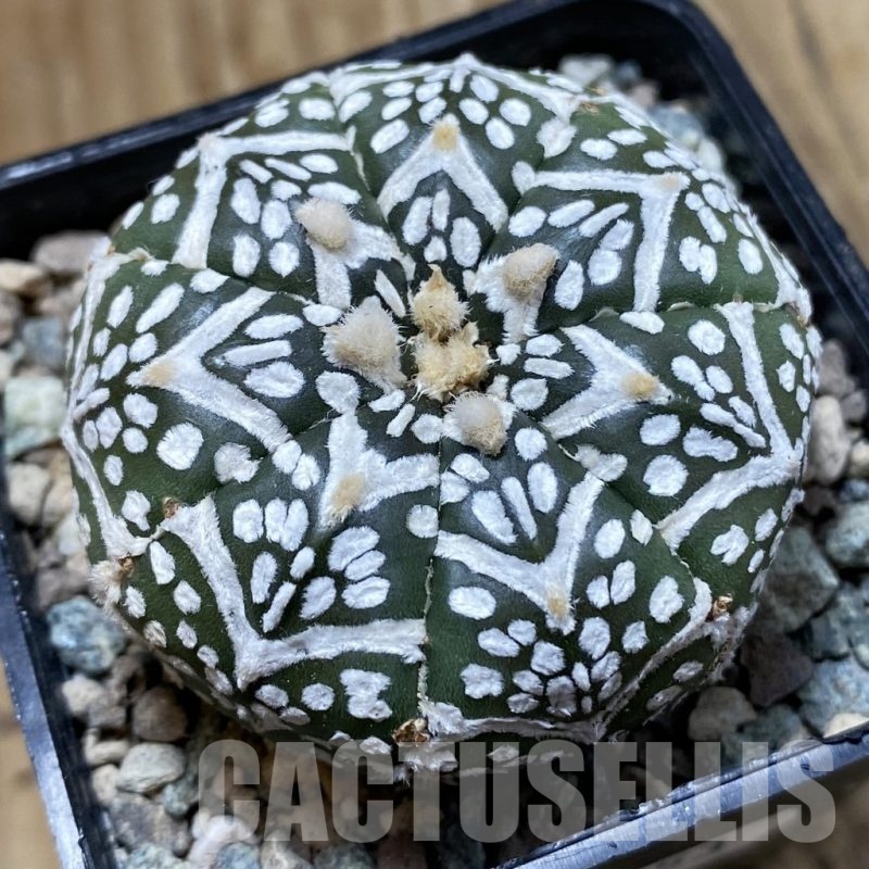 SH24253 Astrophytum asterias ‘Super Kabuto’ V-type f. nudum