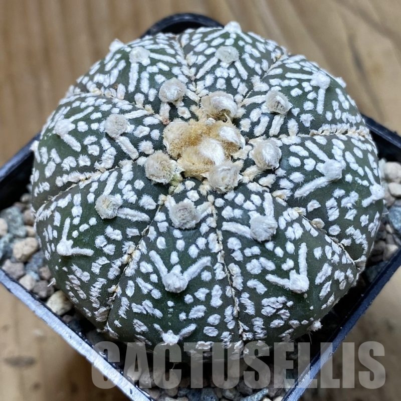 SH24254 Astrophytum asterias ‘Super Kabuto’ V-type f. nudum