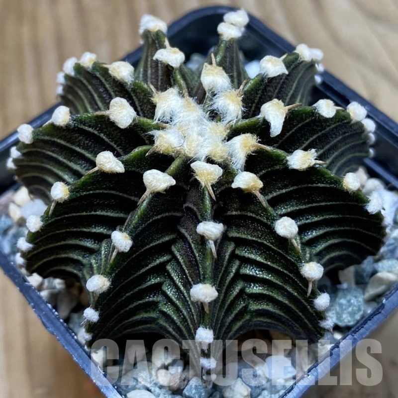 SH24255 Gymnocalycium friedrichii VOS1241