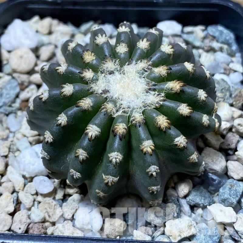 SH24348 Discocactus horstii
