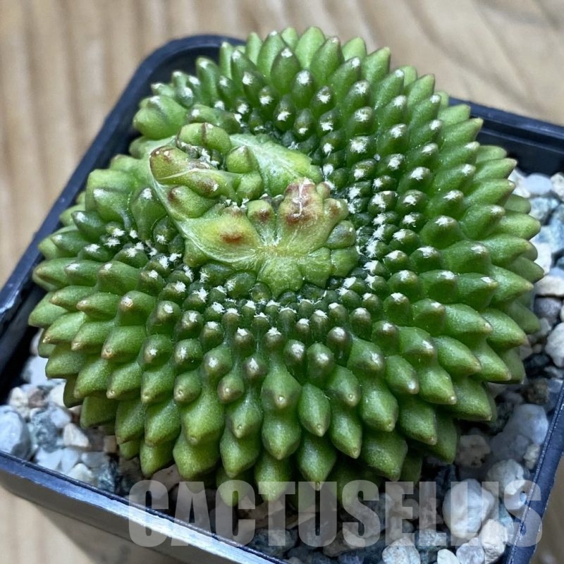 SH24349 Gymnocalycium mihanovichii ‘inermis’