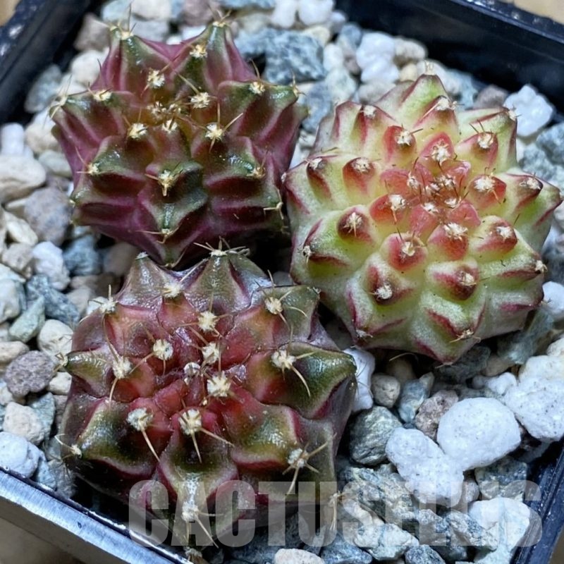 SH24350 Gymnocalycium mihanovichii ‘Neon’ hybrid, seedling mix