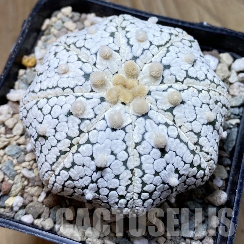 SH24318 Astrophytum asterias ‘Super Kabuto’ ‘Star Shape’