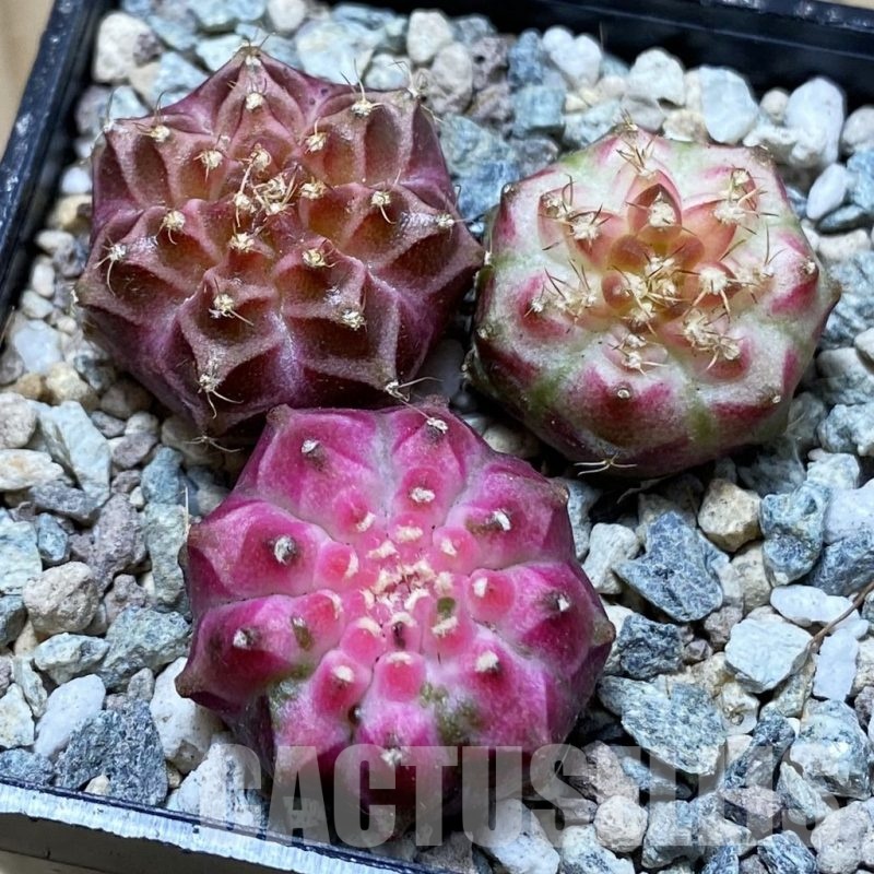 SH24351 Gymnocalycium mihanovichii ‘Neon’ hybrid, seedling mix