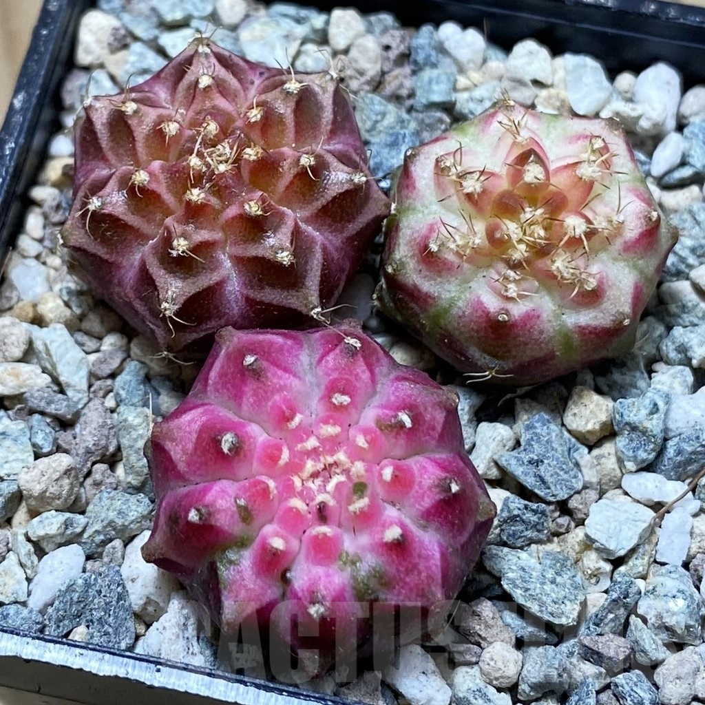SH24351 Gymnocalycium mihanovichii ‘Neon’ hybrid, seedling mix