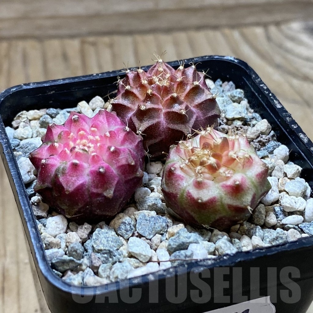 SH24351 Gymnocalycium mihanovichii ‘Neon’ hybrid, seedling mix - immagine 2