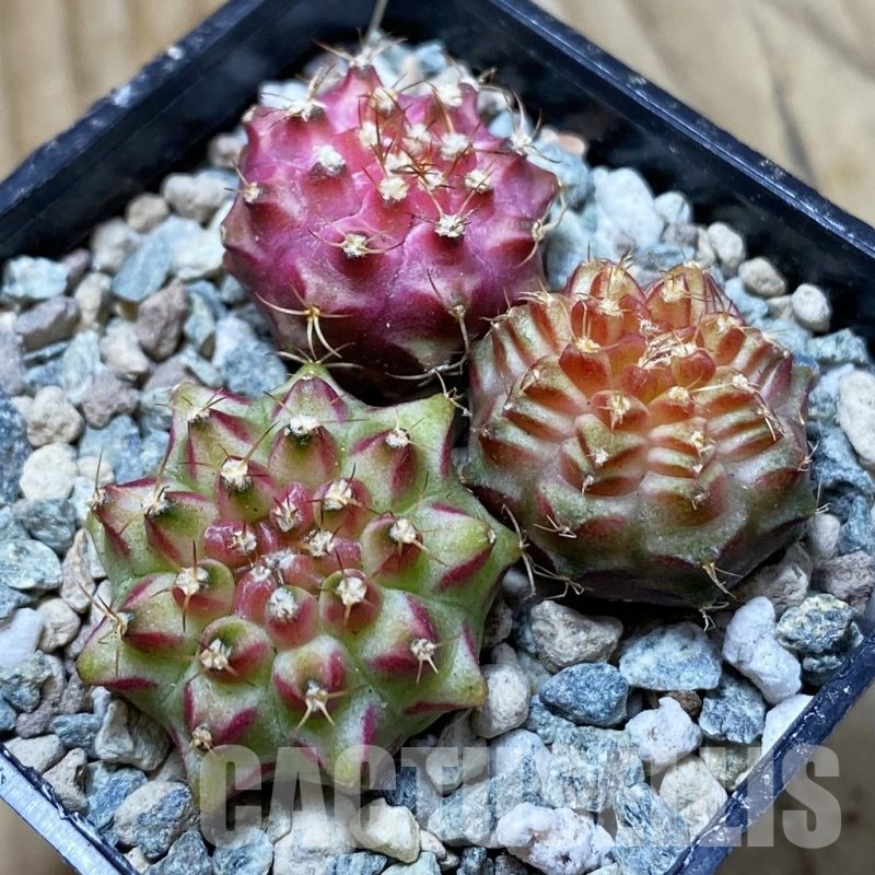 SH24352 Gymnocalycium mihanovichii ‘Neon’ hybrid, seedling mix