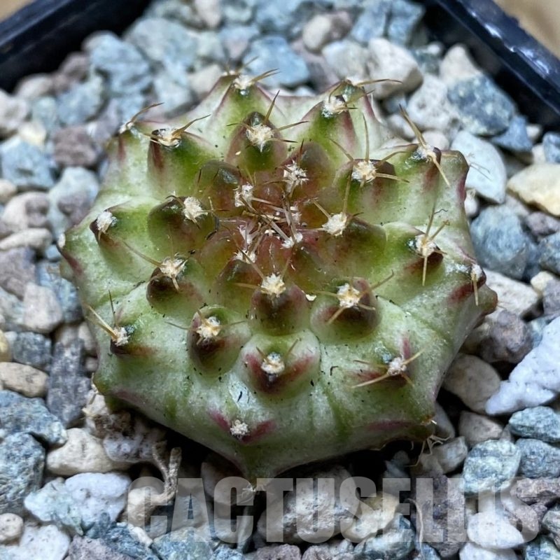SH24353 Gymnocalycium mihanovichii ‘Neon’ hybrid