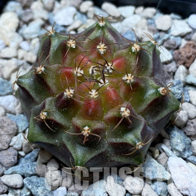 SH24354 Gymnocalycium mihanovichii ‘Neon’ hybrid
