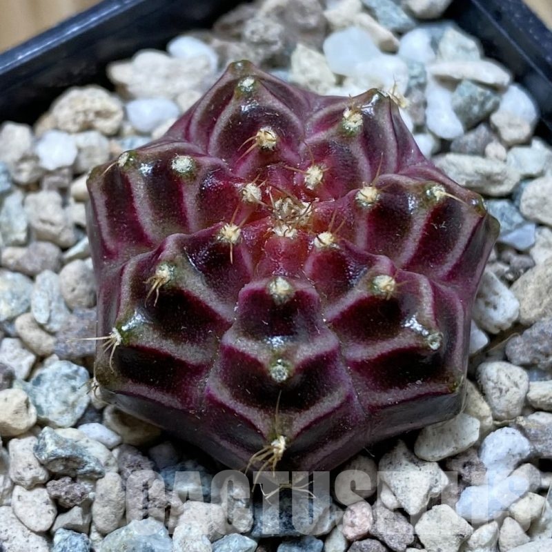 SH24355 Gymnocalycium mihanovichii ‘Neon’ hybrid