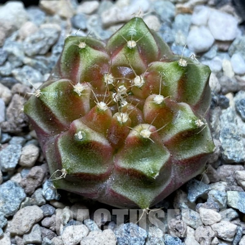 SH24356 Gymnocalycium mihanovichii ‘Neon’ hybrid