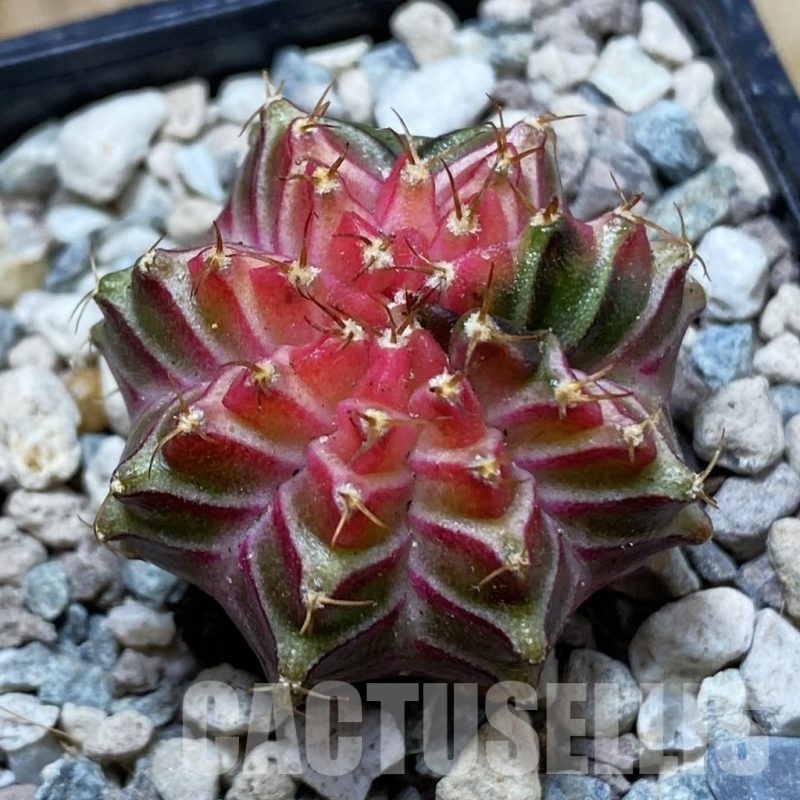 SH24357 Gymnocalycium mihanovichii ‘Neon’ hybrid