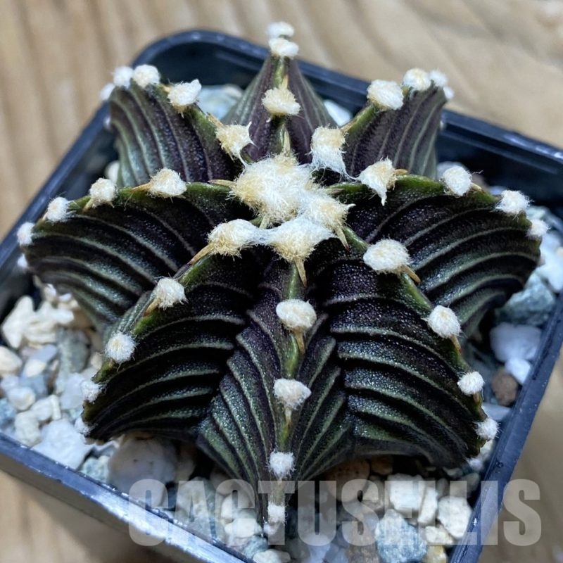 SH24358 Gymnocalycium friedrichii VOS1241