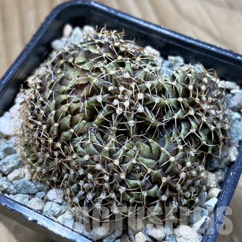 SH24359 Gymnocalycium mihanovichii f. cristata