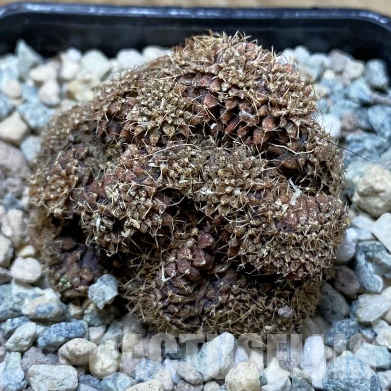 SH24360 Gymnocalycium mihanovichii f. cristata