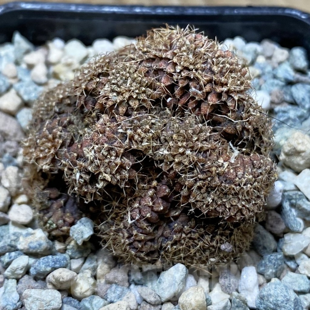 SH24360 Gymnocalycium mihanovichii f. cristata