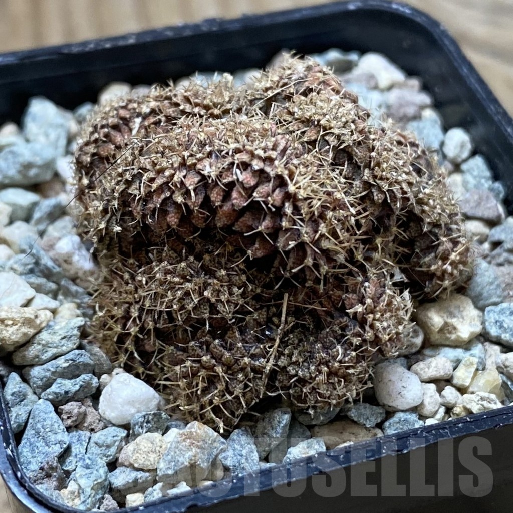 SH24360 Gymnocalycium mihanovichii f. cristata – Bild 2