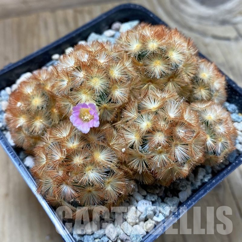 SH24319 Mammillaria carmenae ‘Buddha’ hybrid