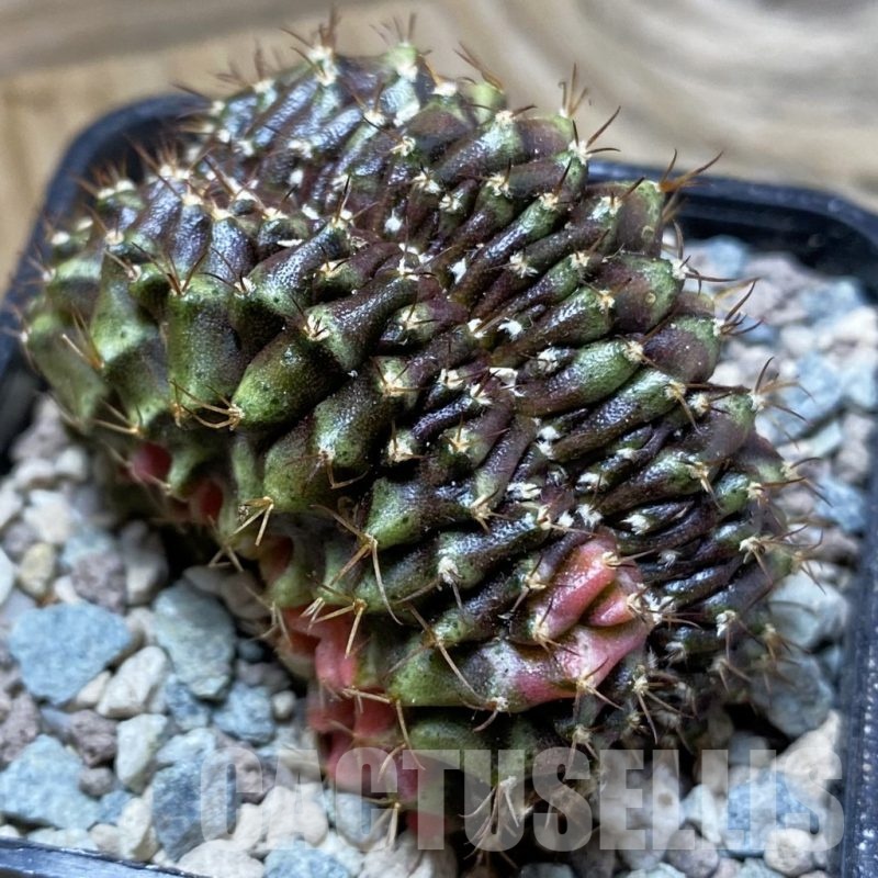 SH24361 Gymnocalycium mihanovichii variegata f. cristata