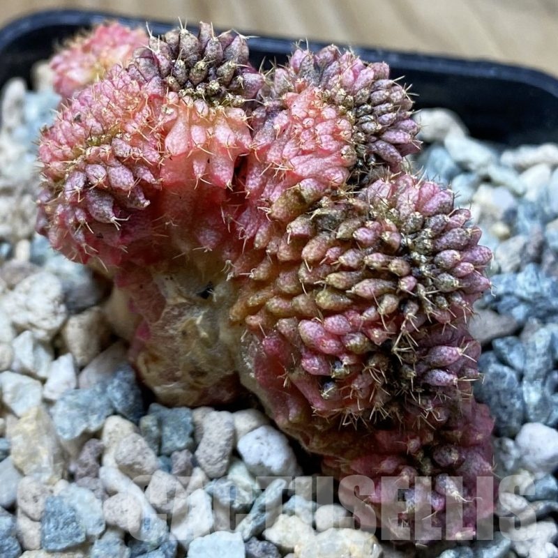 SH24362 Gymnocalycium mihanovichii variegata f. cristata