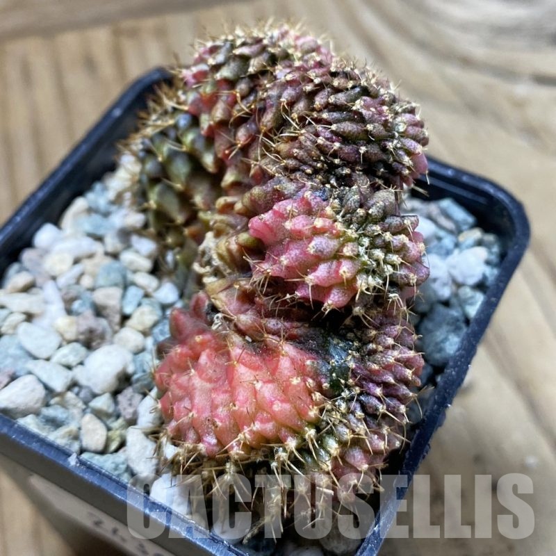 SH24363 Gymnocalycium mihanovichii variegata f. cristata