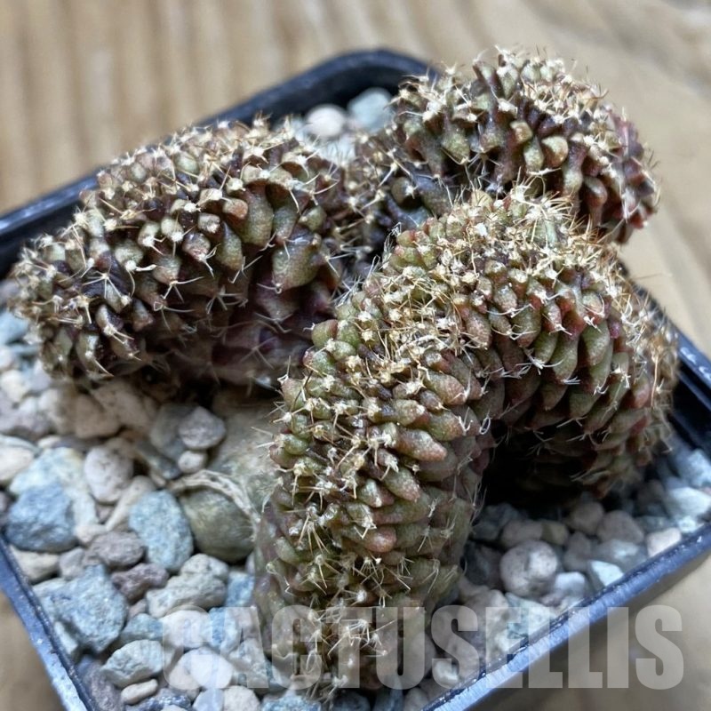 SH24364 Gymnocalycium mihanovichii f. cristata