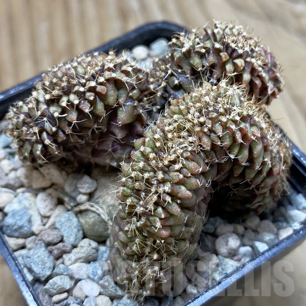 SH24364 Gymnocalycium mihanovichii f. cristata