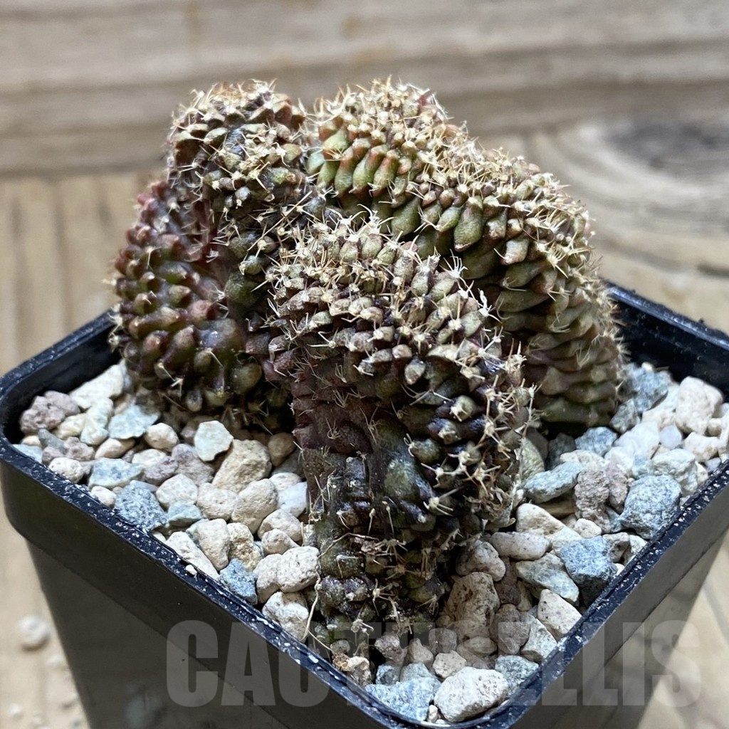 SH24364 Gymnocalycium mihanovichii f. cristata – Bild 2