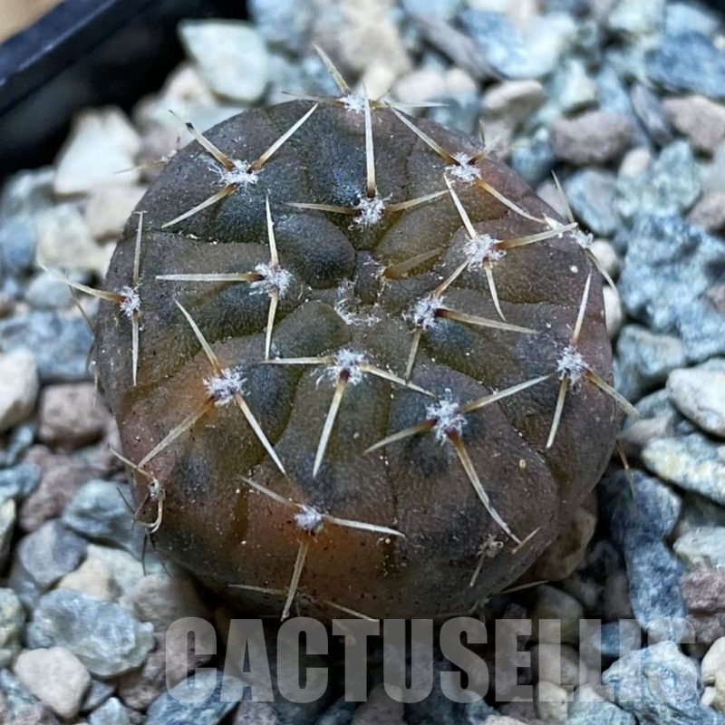 SH24365 Gymnocalycium ochoterenae f. variegata