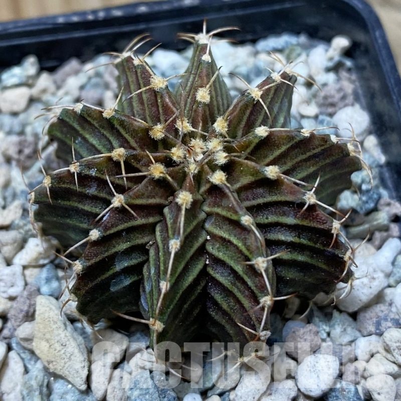 SH24366 Gymnocalycium friedrichii 9R001