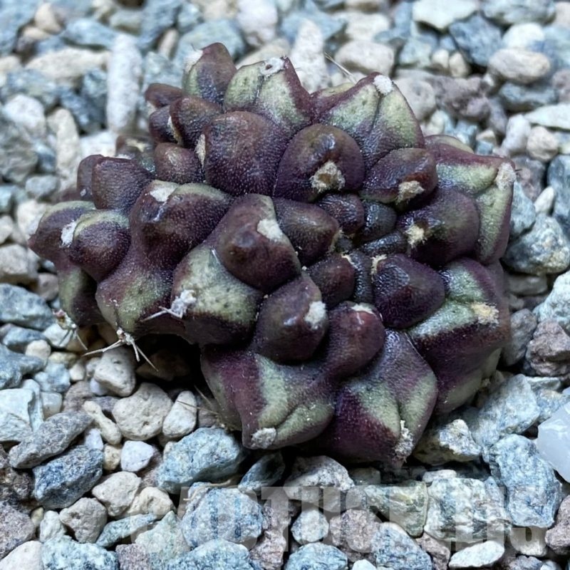 SH24367 Gymnocalycium mihanovichii ‘Day Dream’ f. cristata