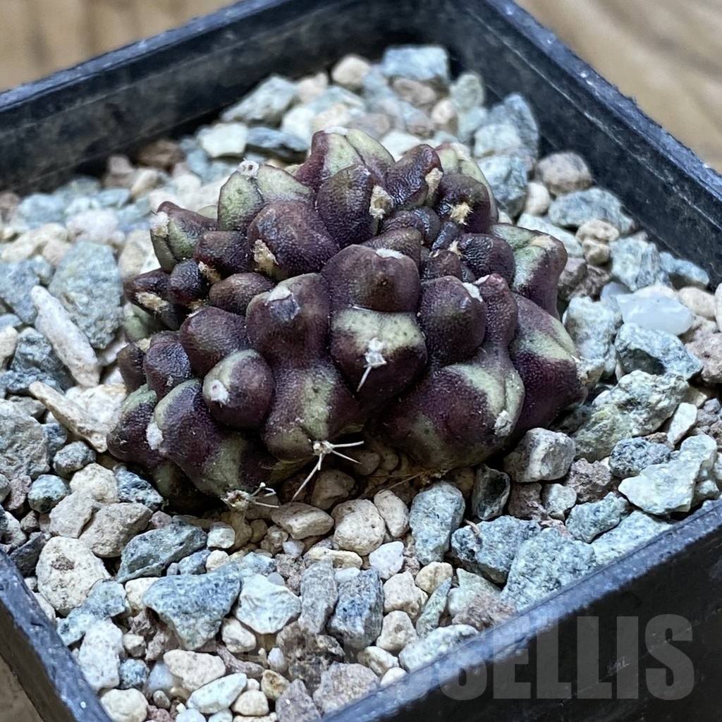 SH24367 Gymnocalycium mihanovichii ‘Day Dream’ f. cristata - Image 2