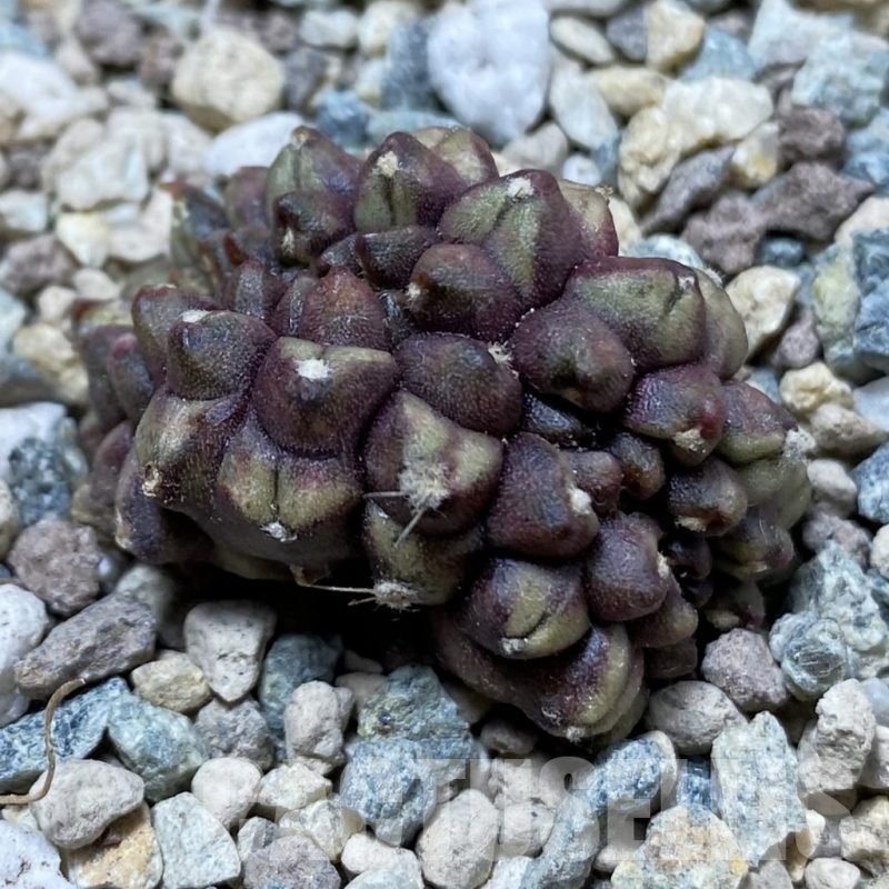 SH24368 Gymnocalycium mihanovichii ‘Day Dream’ f. cristata