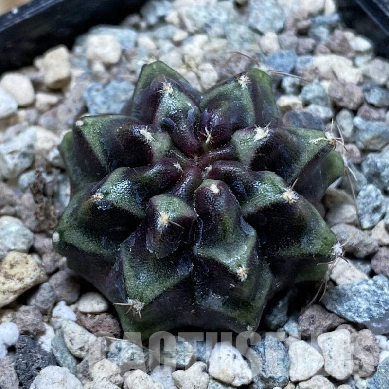 SH24369 Gymnocalycium mihanovichii ‘Day Dream’
