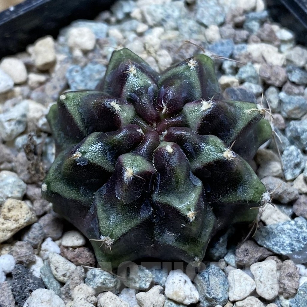 SH24369 Gymnocalycium mihanovichii ‘Day Dream’