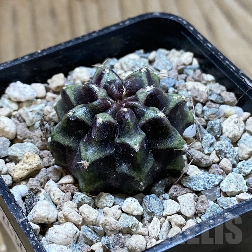 SH24369 Gymnocalycium mihanovichii ‘Day Dream’ - Imagen 2