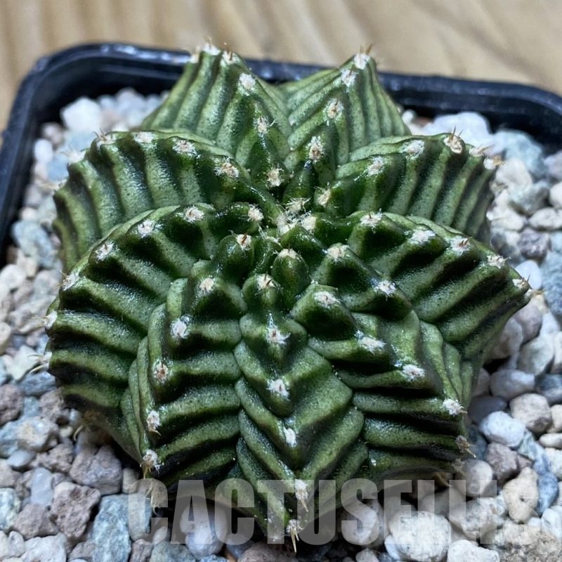 SH24370 Gymnocalycium mihanovichii 'Pandan'