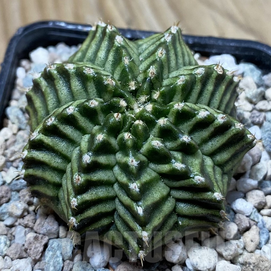 SH24370 Gymnocalycium mihanovichii 'Pandan'