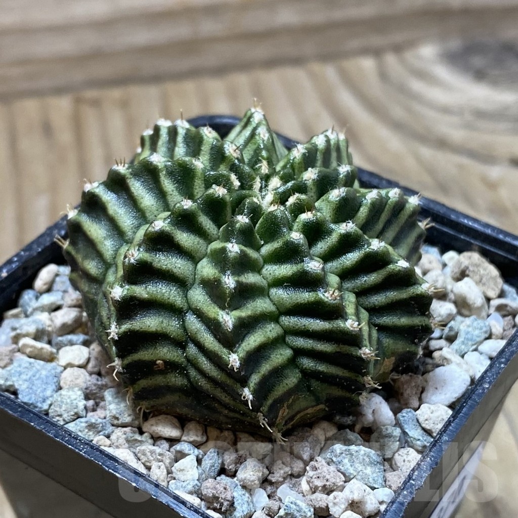 SH24370 Gymnocalycium mihanovichii 'Pandan' - Imagen 2