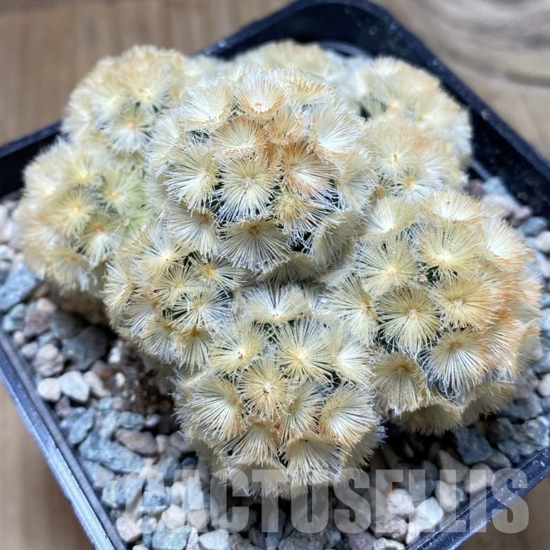SH24320 Mammillaria carmenae ‘Buddha’ hybrid