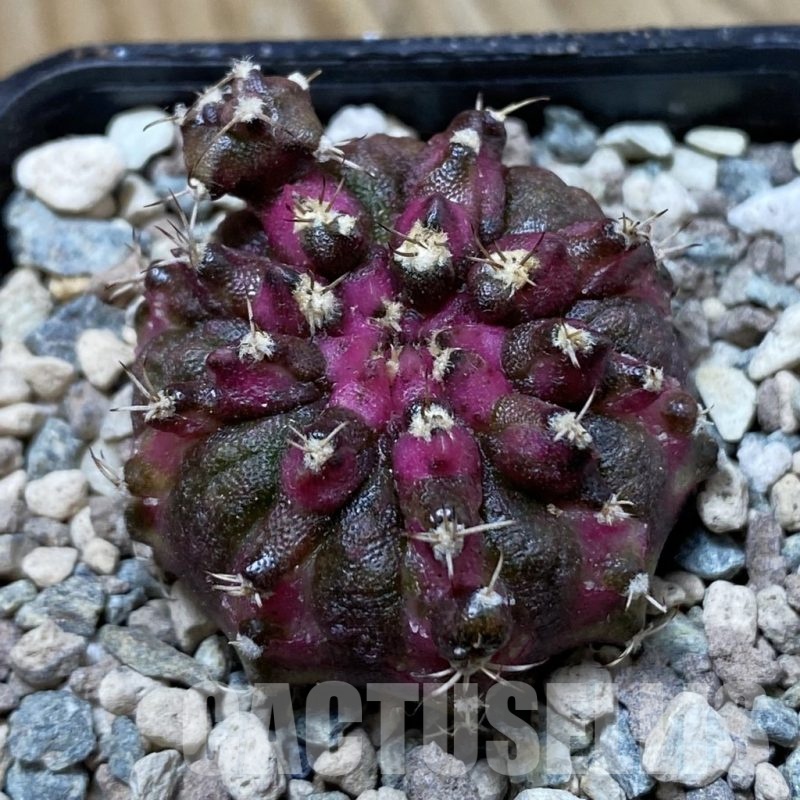 SH24371 Gymnocalycium mihanovichii ‘T-Rex’