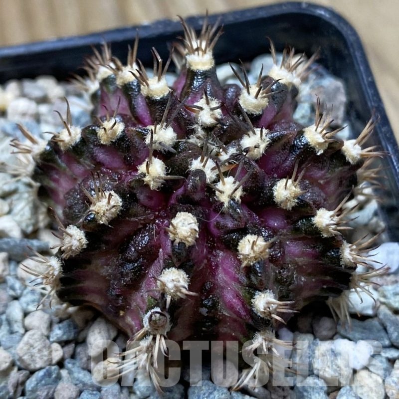 SH24372 Gymnocalycium mihanovichii ‘T-Rex’