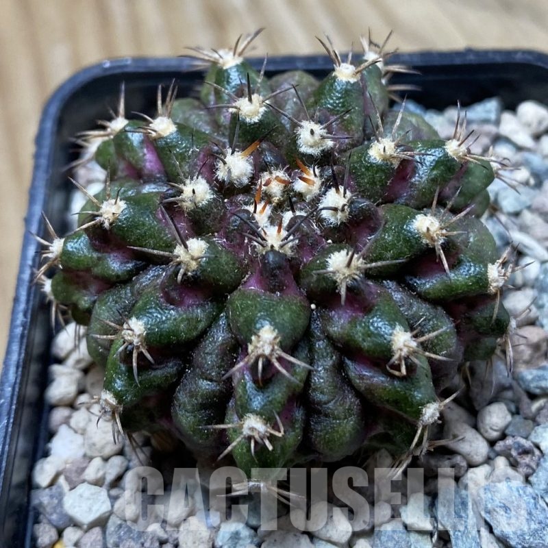 SH24373 Gymnocalycium mihanovichii ‘T-Rex’