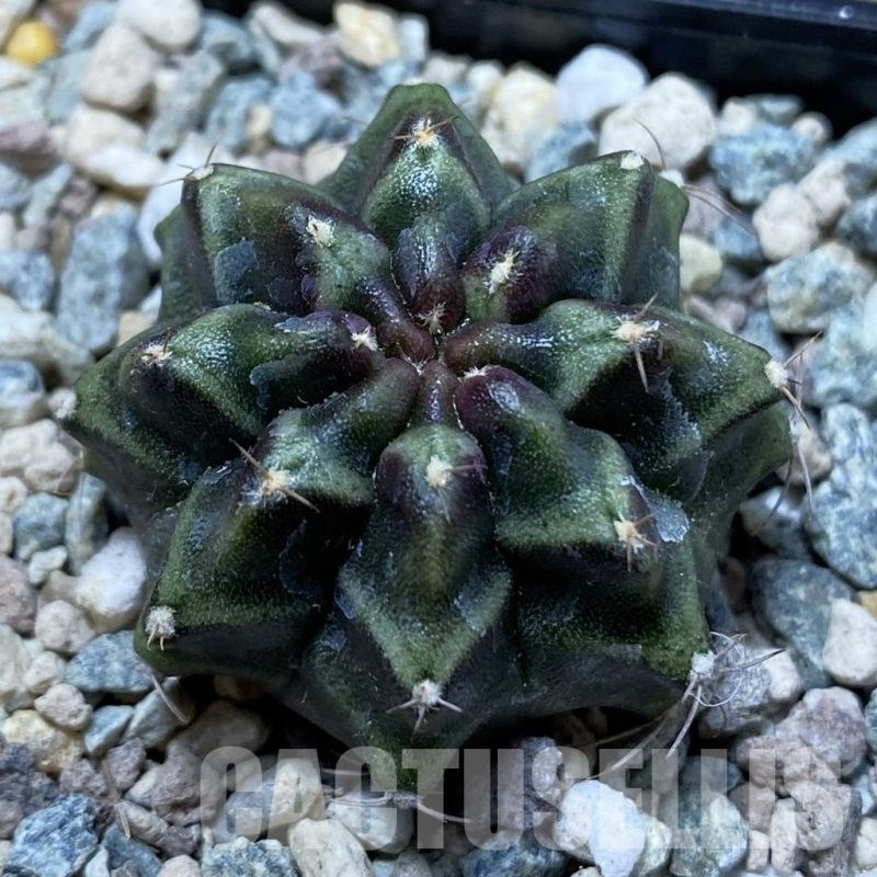 SH24374 Gymnocalycium mihanovichii ‘Day Dream’