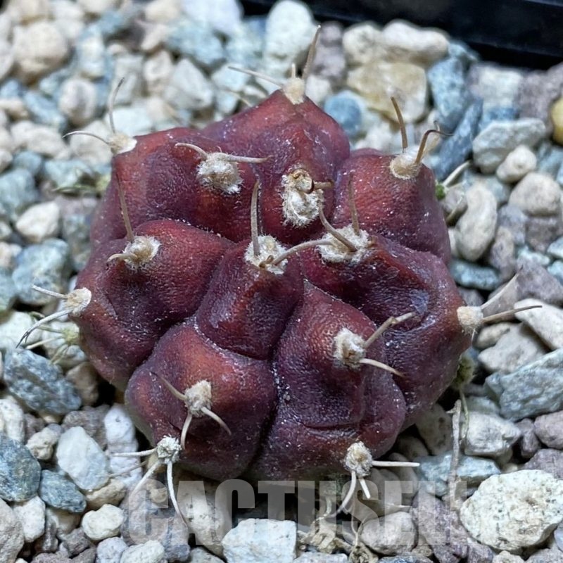 SH24375 Gymnocalycium mihanovichii 'Deadpool'