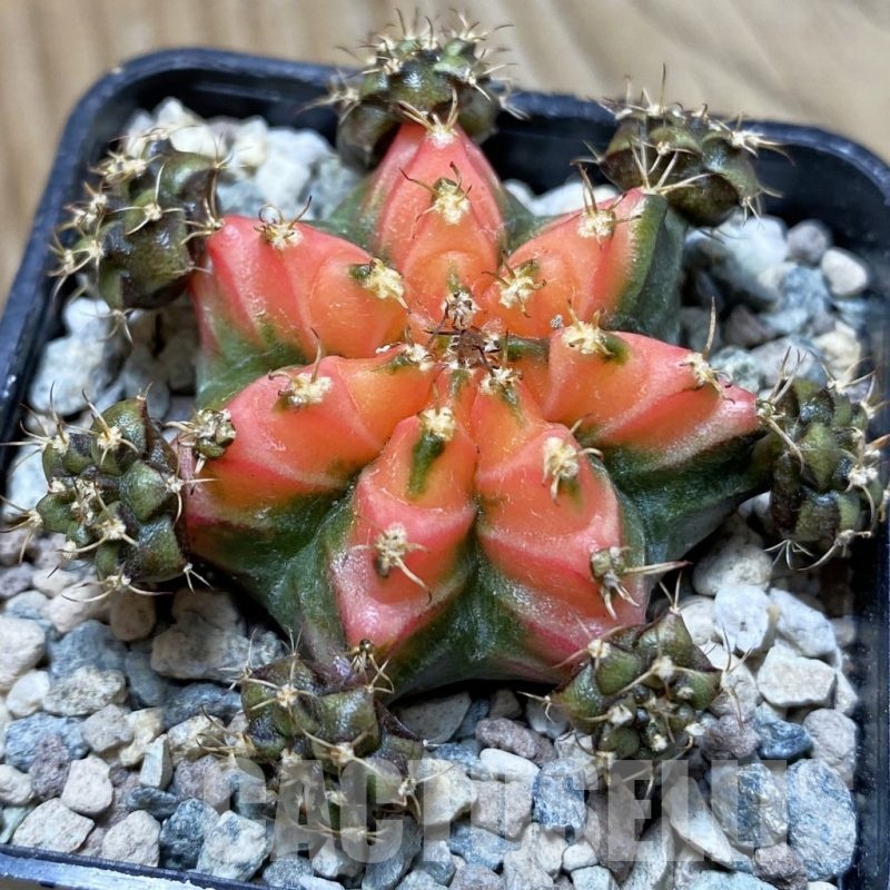 SH24376 Gymnocalycium mihanovichii ‘French Fuchsia’