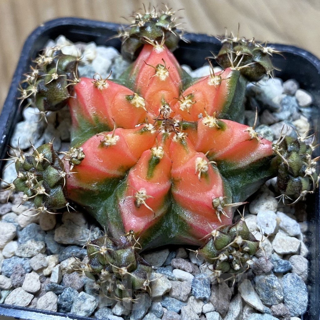 SH24376 Gymnocalycium mihanovichii ‘French Fuchsia’