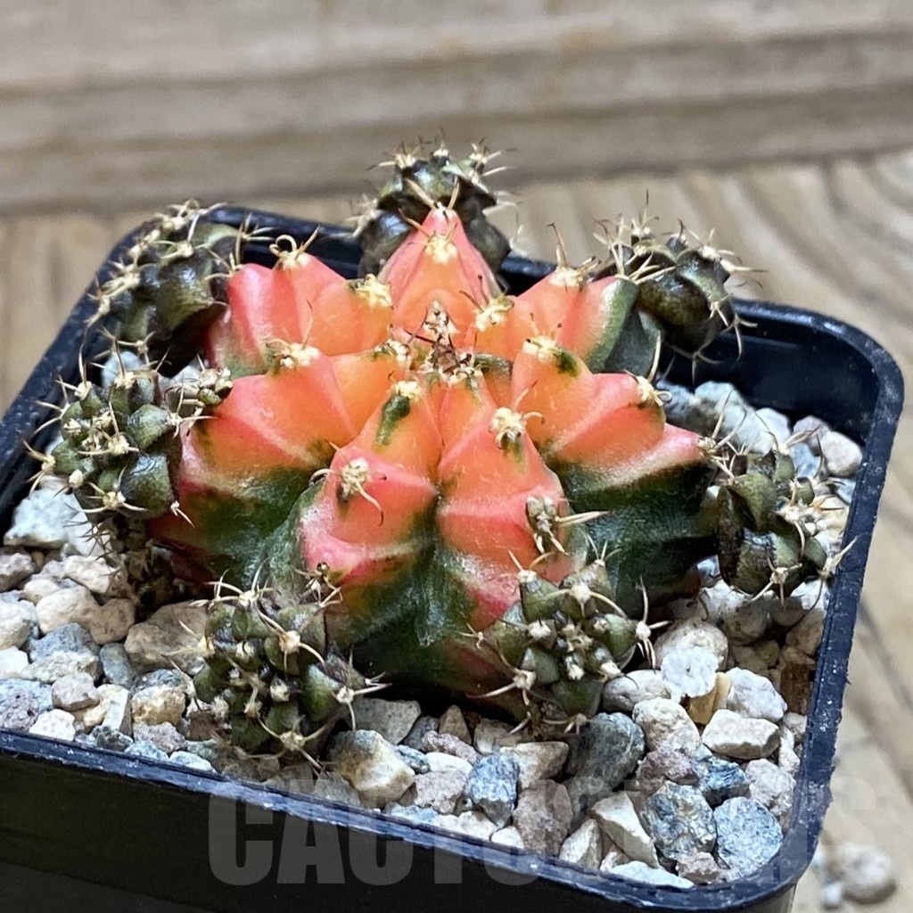 SH24376 Gymnocalycium mihanovichii ‘French Fuchsia’ - 画像 (2)